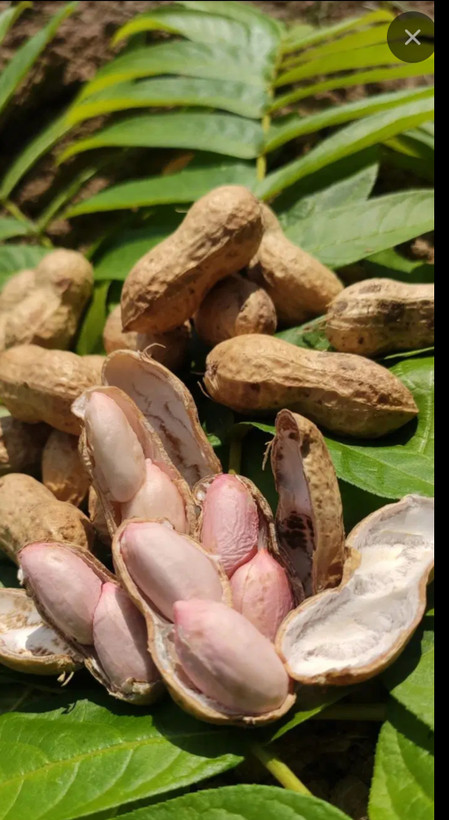 بادام زمینی تازه آستانه اشرفیه - سوپرلوکس دستچین شده