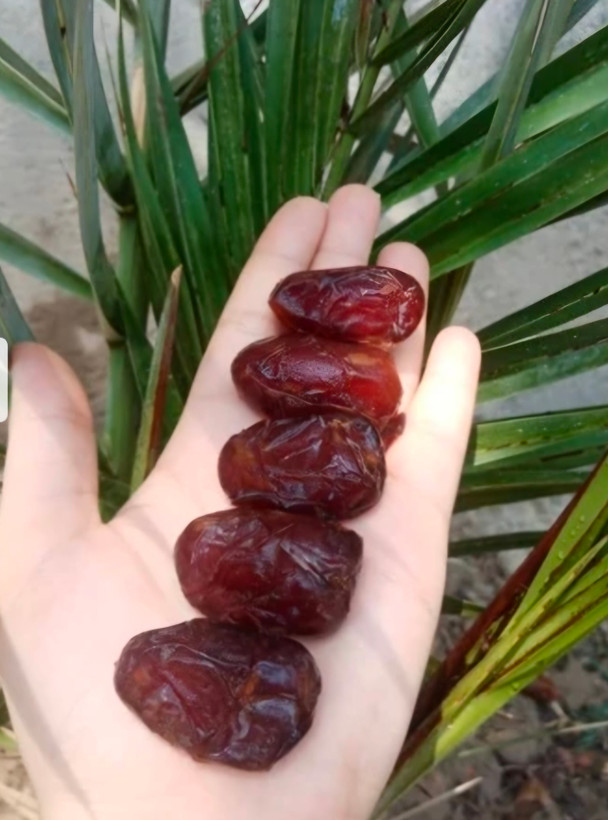 کارتن ۲ کیلویی خرمای کبکاب ممتاز صادراتی ،محصول تازه امسالی(۱۴۰۵) نخلستان های شهر اهرم استان بوشهر